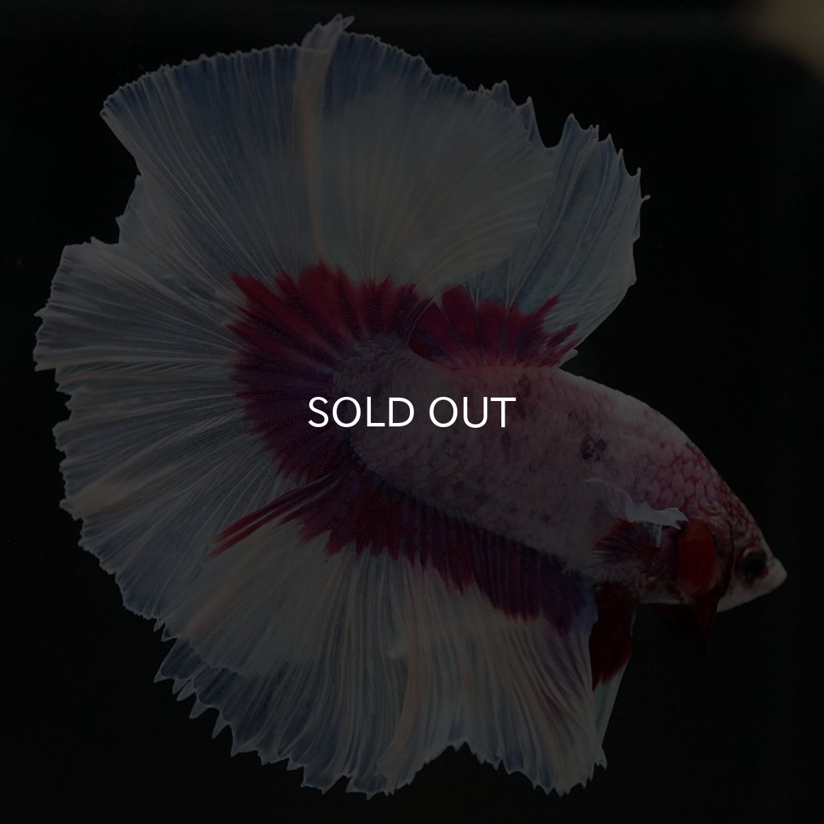 画像3: HM ラベンダーバタフライ (3)