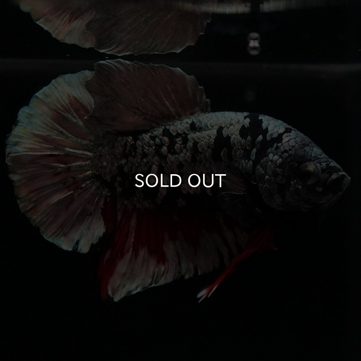 画像5: HMPK ブラックカッパースター (5)