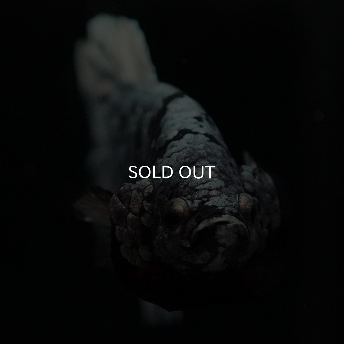 画像3: HMPK ブラックカッパースター (3)