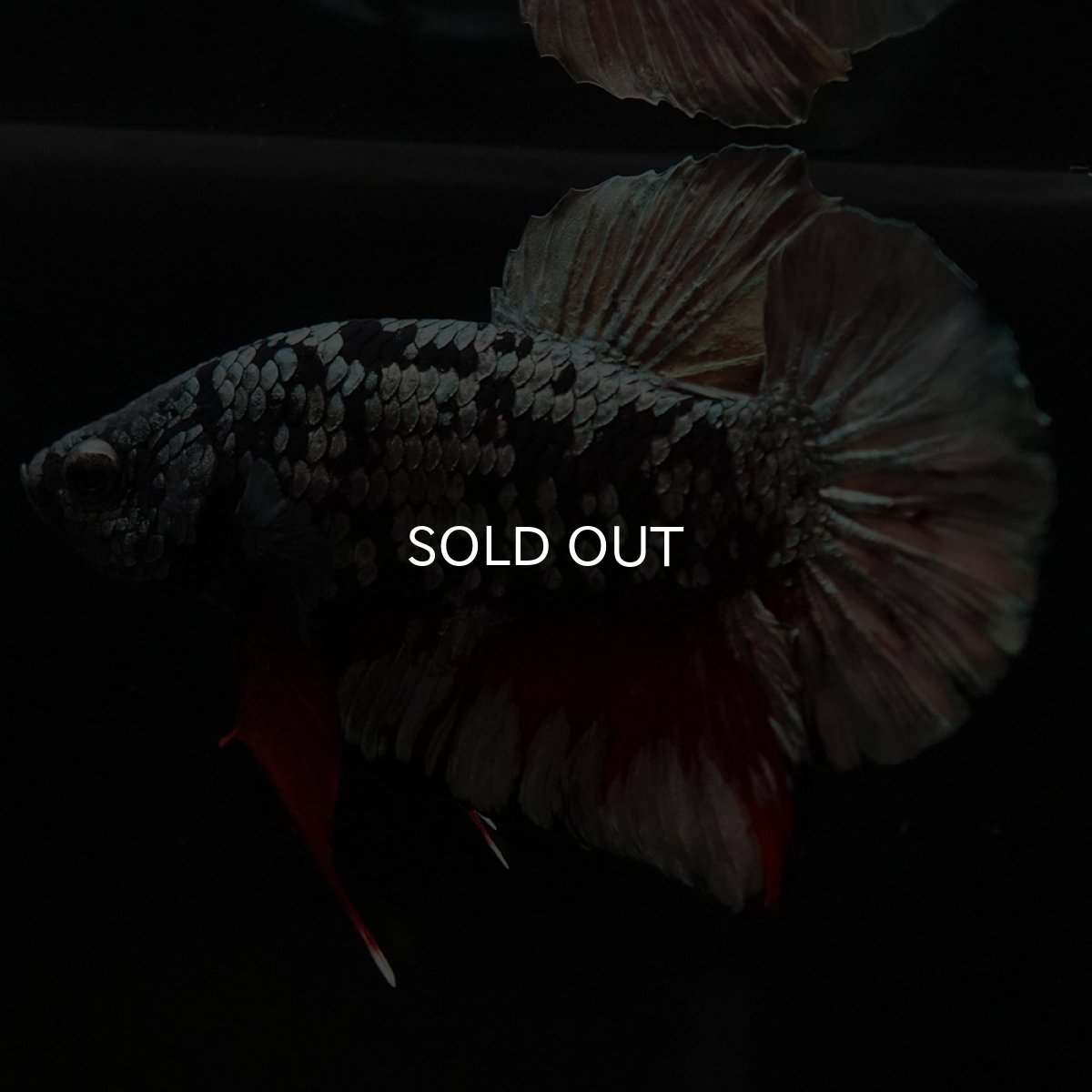 画像6: HMPK ブラックカッパースター (6)