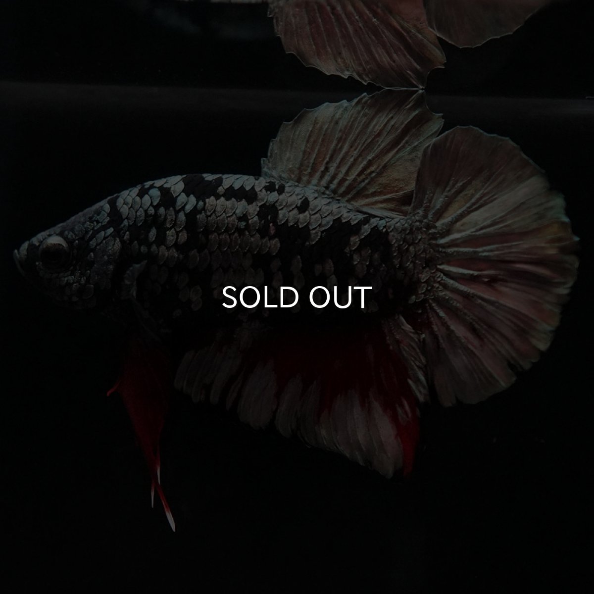 画像4: HMPK ブラックカッパースター (4)