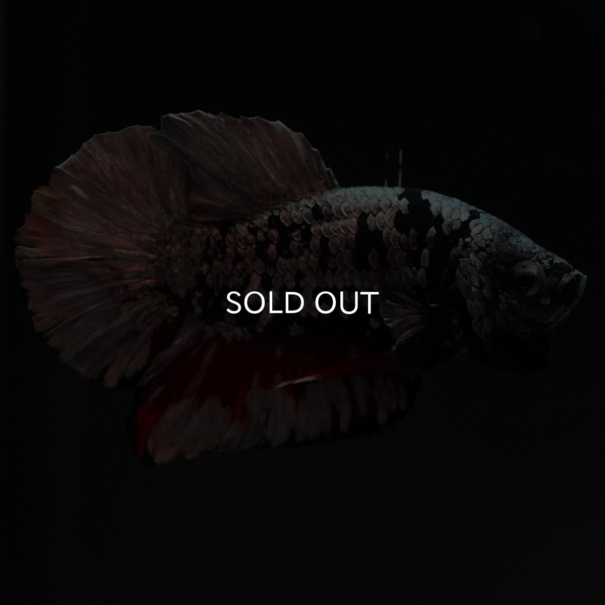 画像2: HMPK ブラックカッパースター (2)