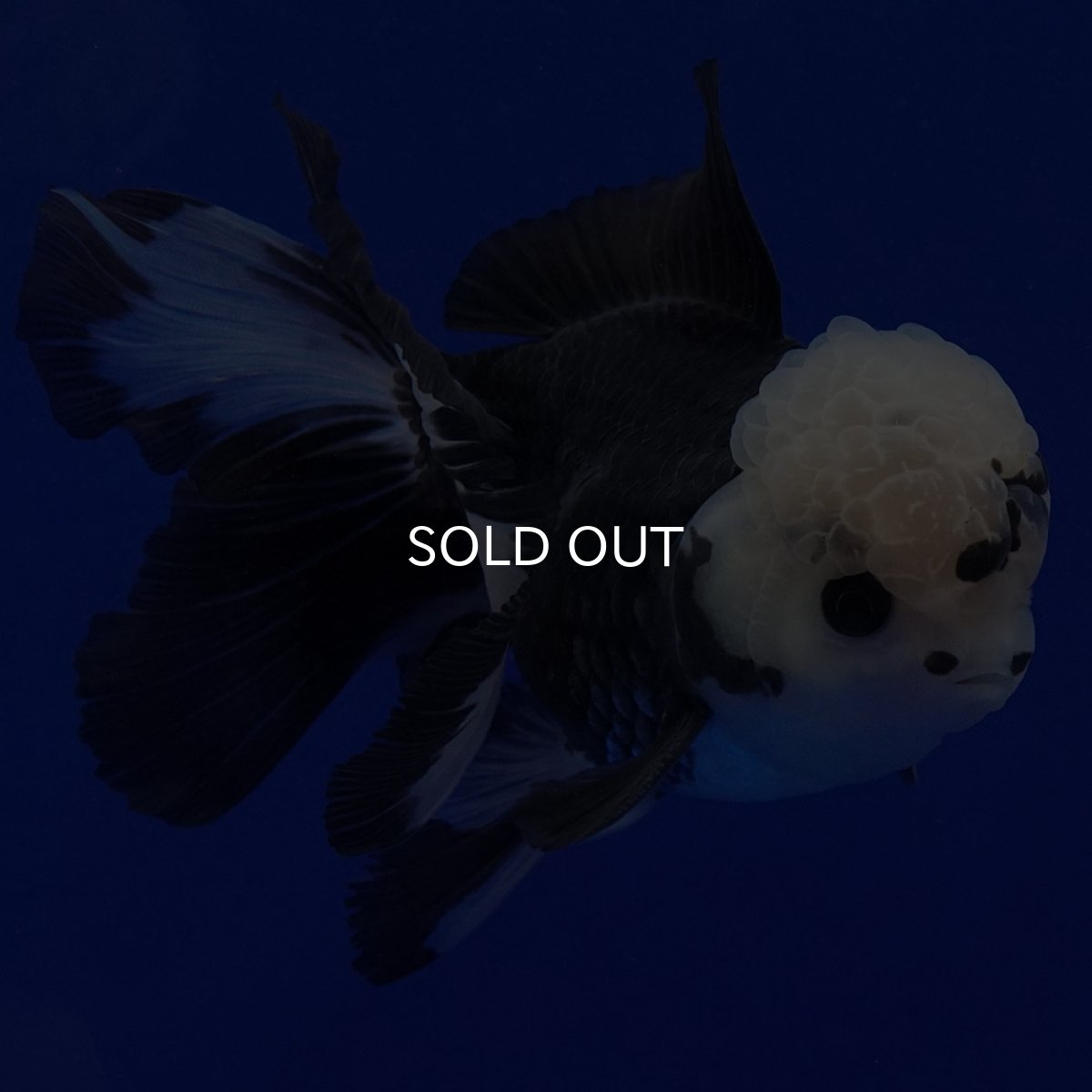 画像6: タイ産　パンダオランダ　12cm± (6)