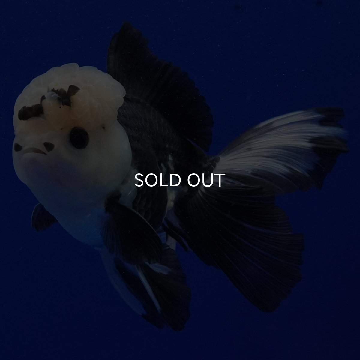 画像7: タイ産　パンダオランダ　12cm± (7)