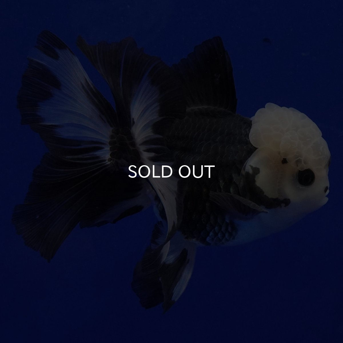 画像2: タイ産　パンダオランダ　12cm± (2)