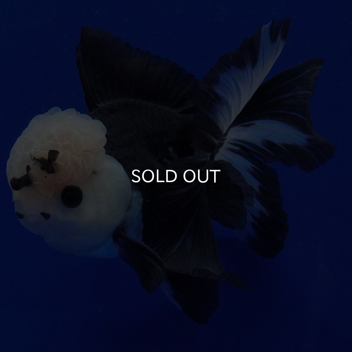 画像3: タイ産　パンダオランダ　12cm± (3)