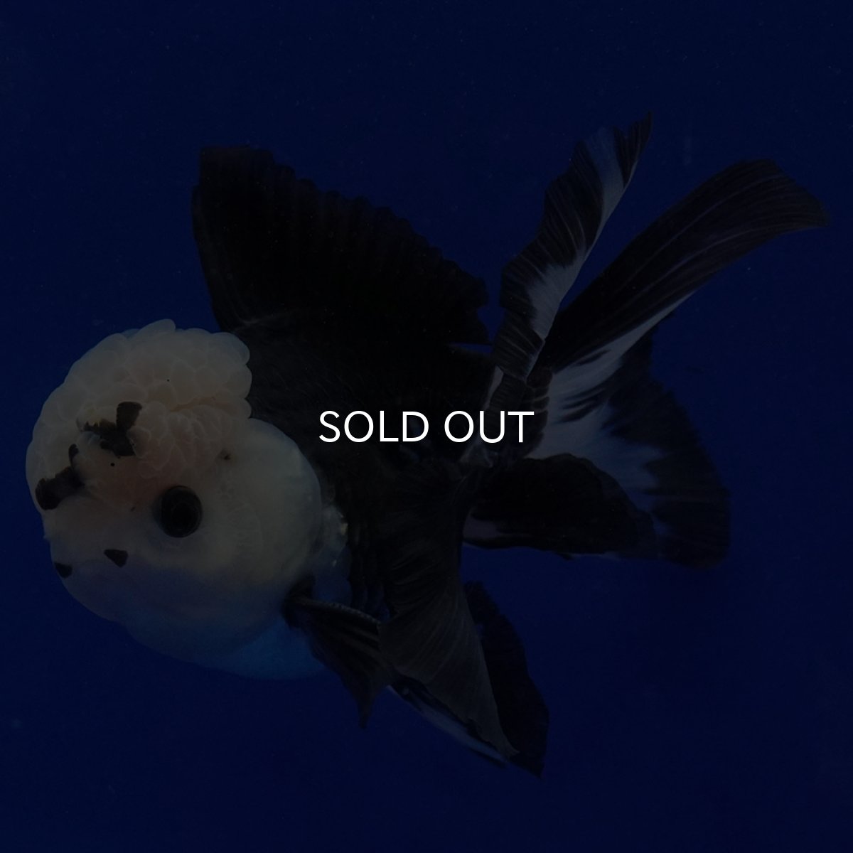 画像5: タイ産　パンダオランダ　12cm± (5)