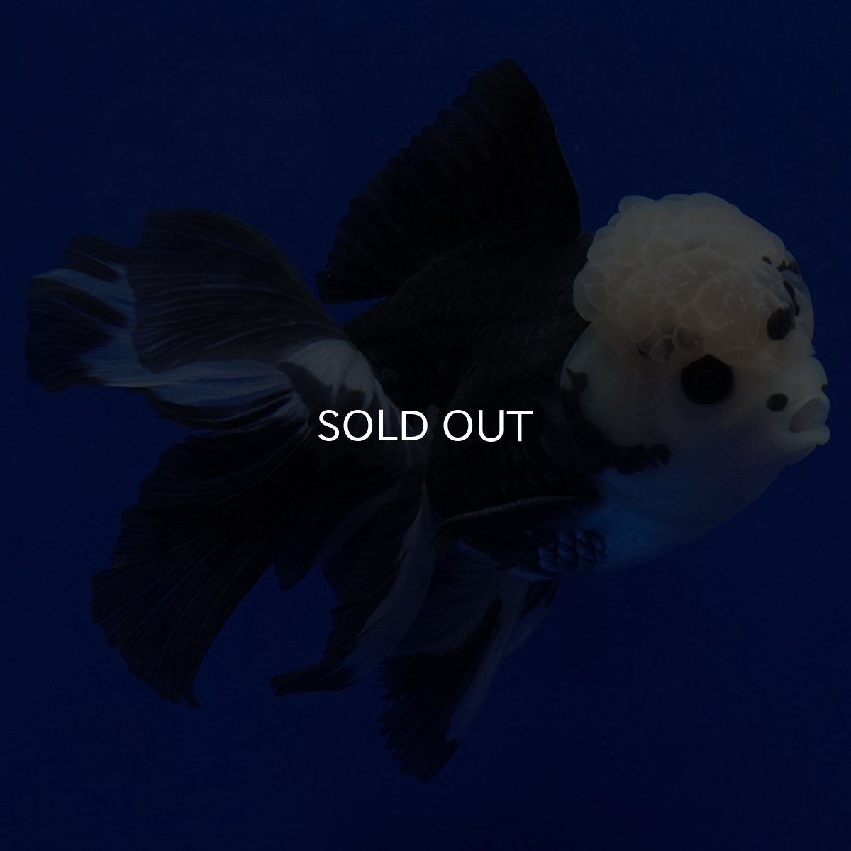 画像4: タイ産　パンダオランダ　12cm± (4)