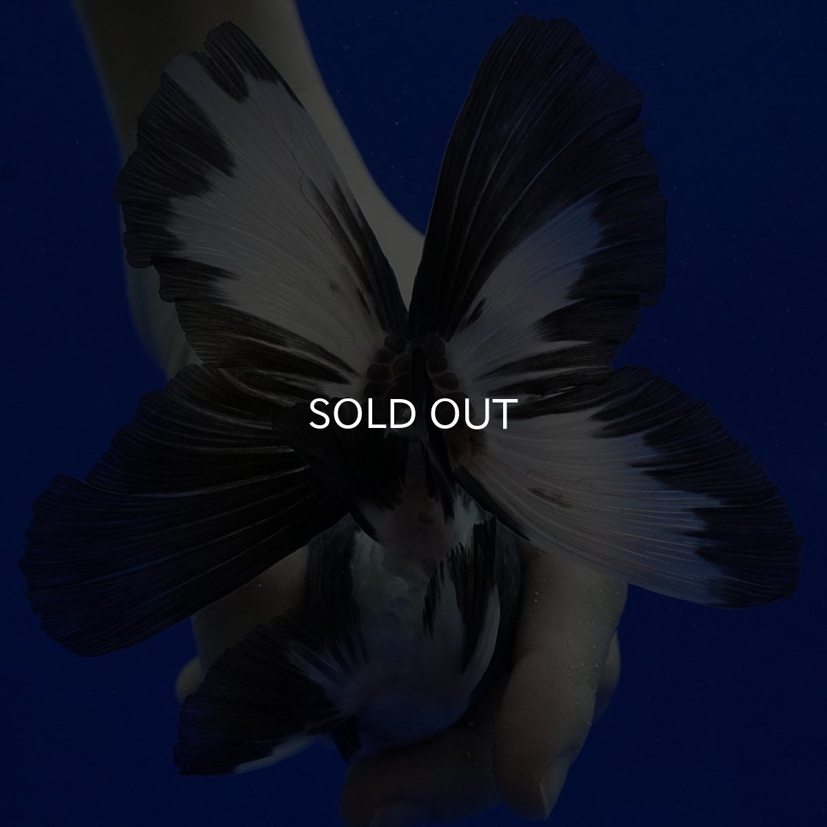 画像8: タイ産　パンダオランダ　12cm± (8)