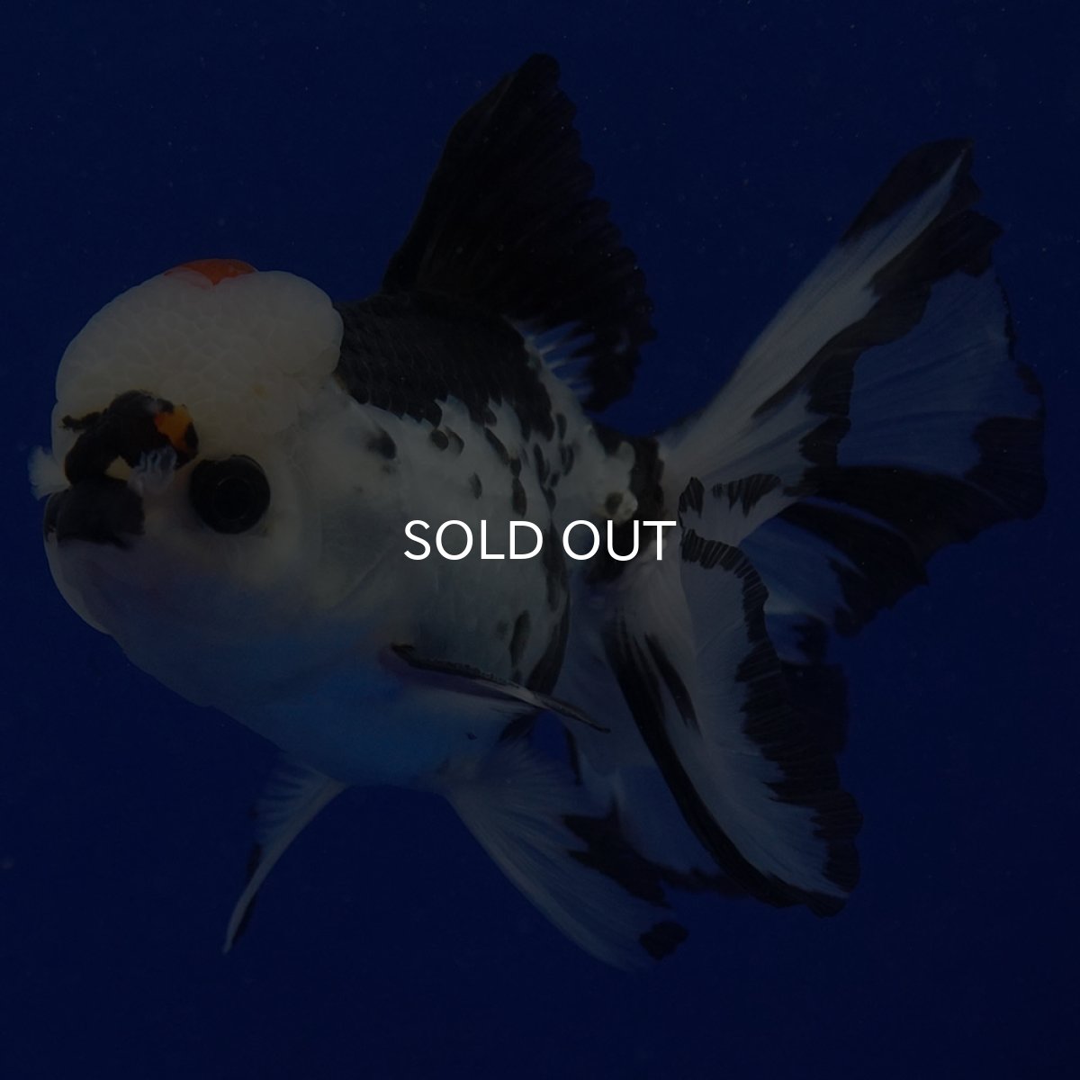 画像3: タイ産　トリカラーオランダ　12cm± (3)