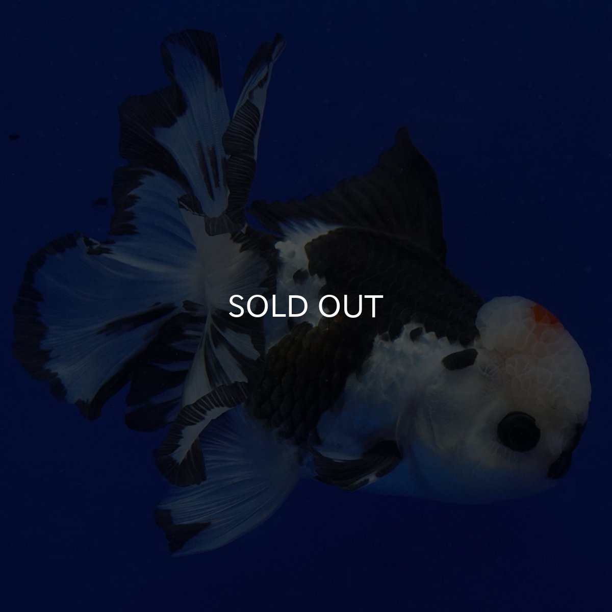 画像2: タイ産　トリカラーオランダ　12cm± (2)