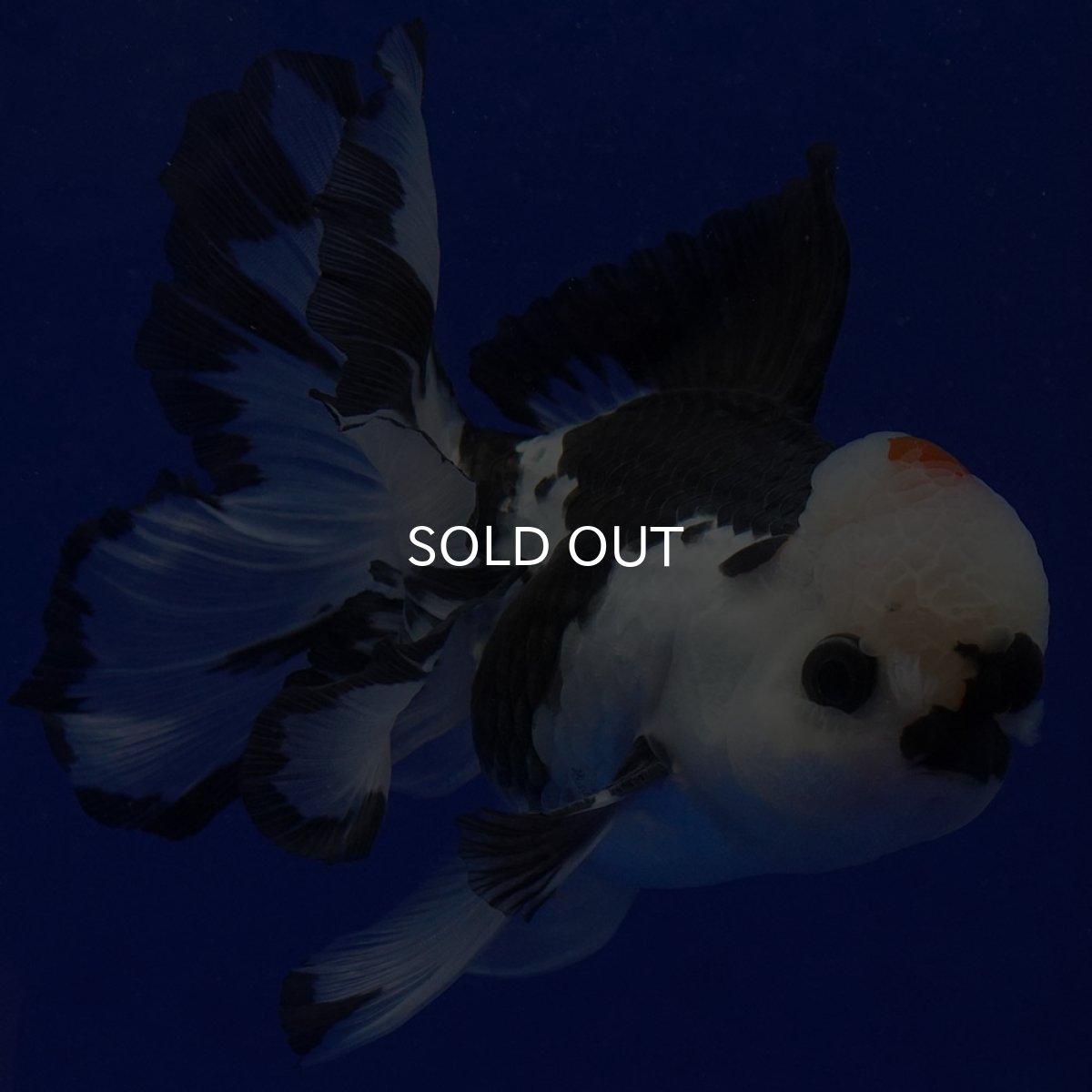 画像4: タイ産　トリカラーオランダ　12cm± (4)