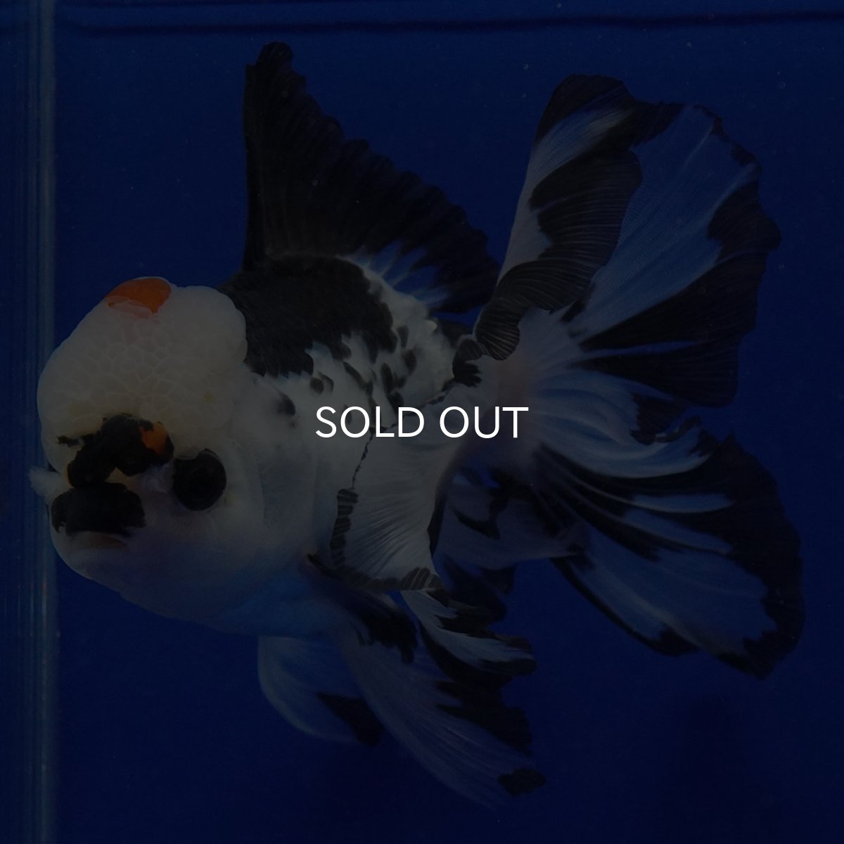 画像10: タイ産　トリカラーオランダ　12cm± (10)