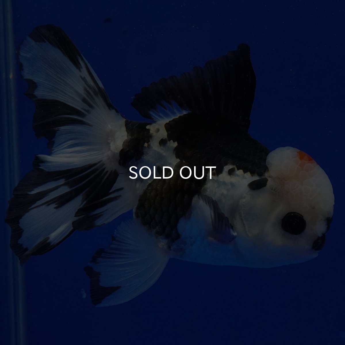 画像9: タイ産　トリカラーオランダ　12cm± (9)