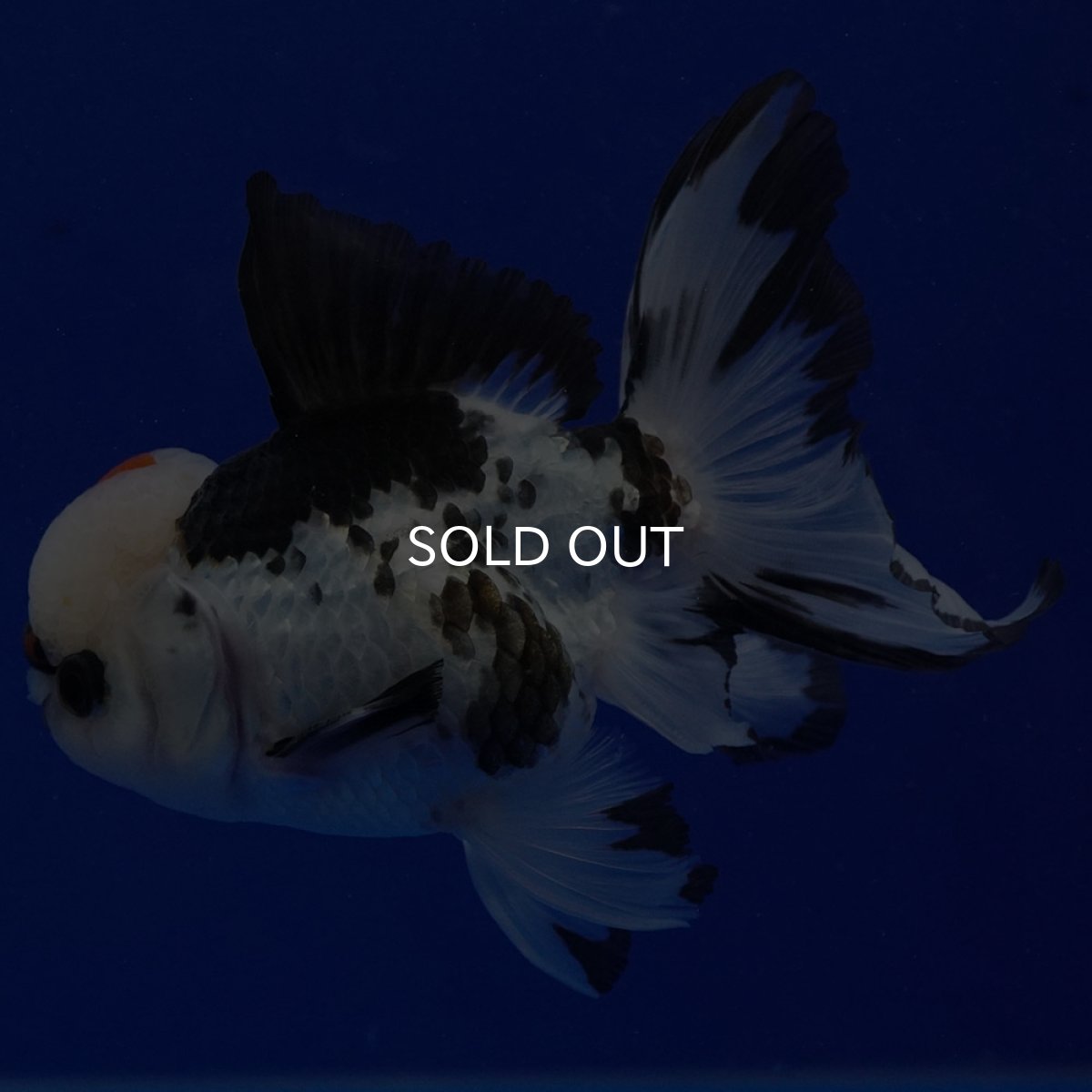 画像6: タイ産　トリカラーオランダ　12cm± (6)