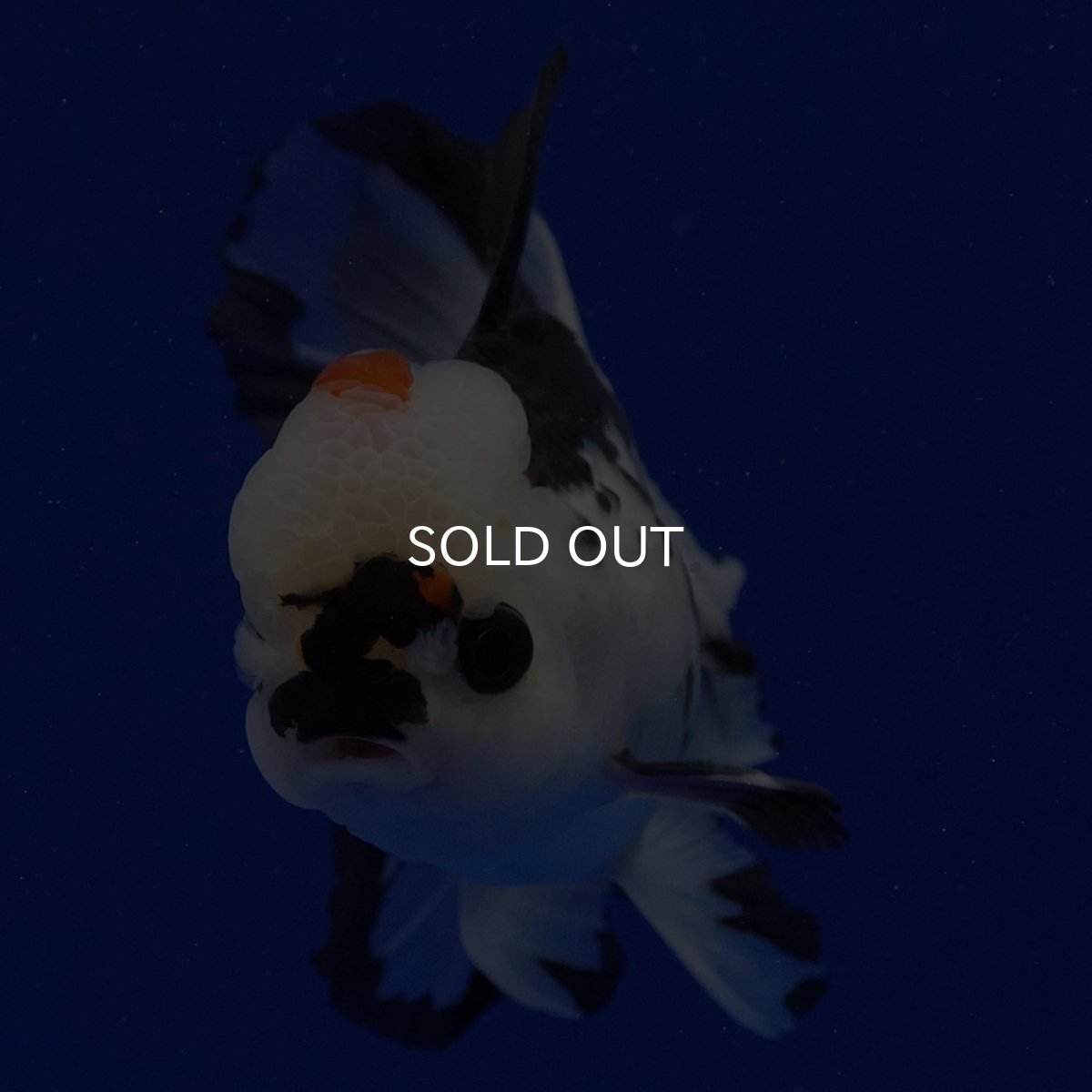 画像5: タイ産　トリカラーオランダ　12cm± (5)