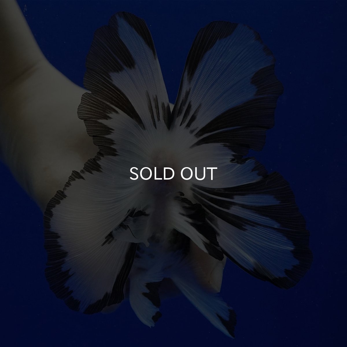 画像11: タイ産　トリカラーオランダ　12cm± (11)