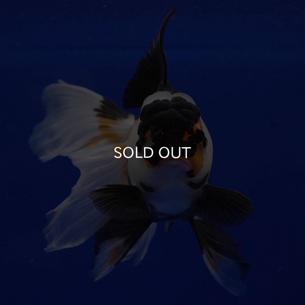 画像3: タイ産　トリカラーオランダ　12cm± (3)