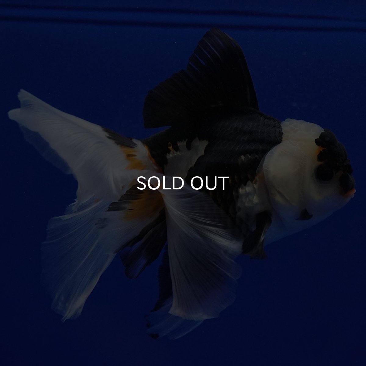 画像10: タイ産　トリカラーオランダ　12cm± (10)