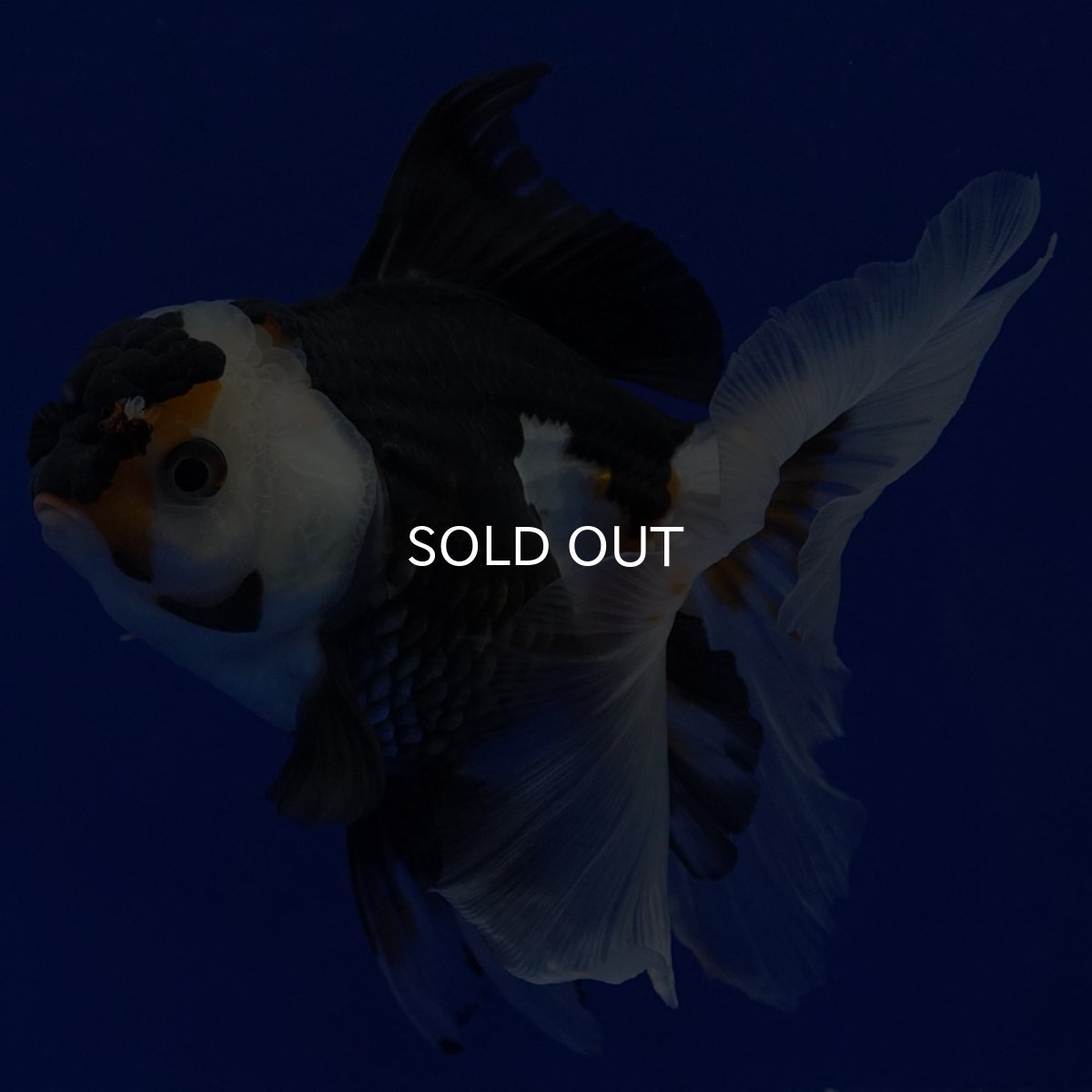 画像8: タイ産　トリカラーオランダ　12cm± (8)