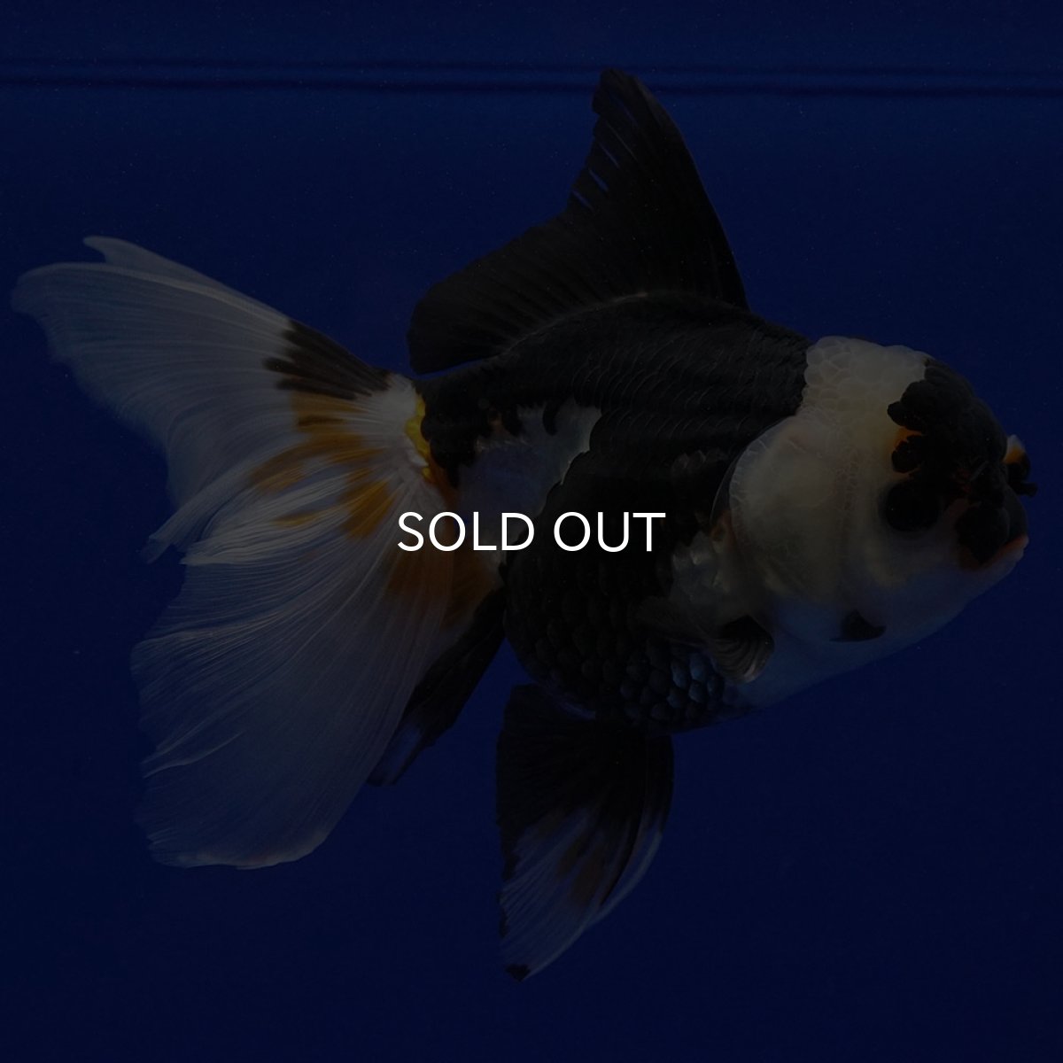 画像9: タイ産　トリカラーオランダ　12cm± (9)