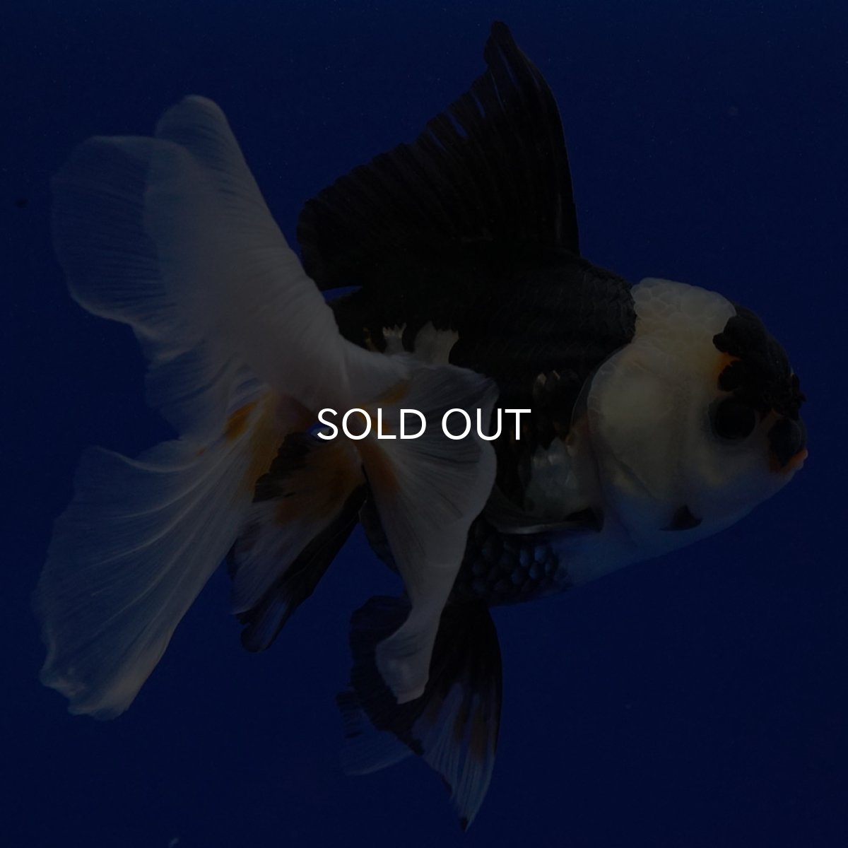 画像7: タイ産　トリカラーオランダ　12cm± (7)