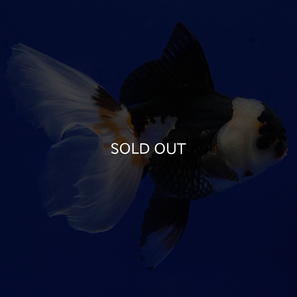 画像5: タイ産　トリカラーオランダ　12cm± (5)