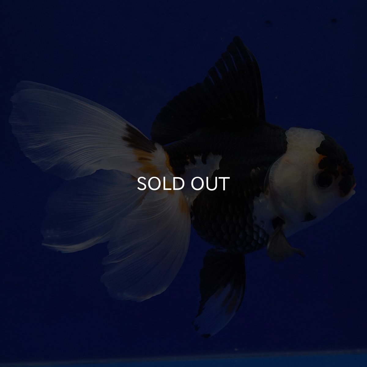 画像2: タイ産　トリカラーオランダ　12cm± (2)