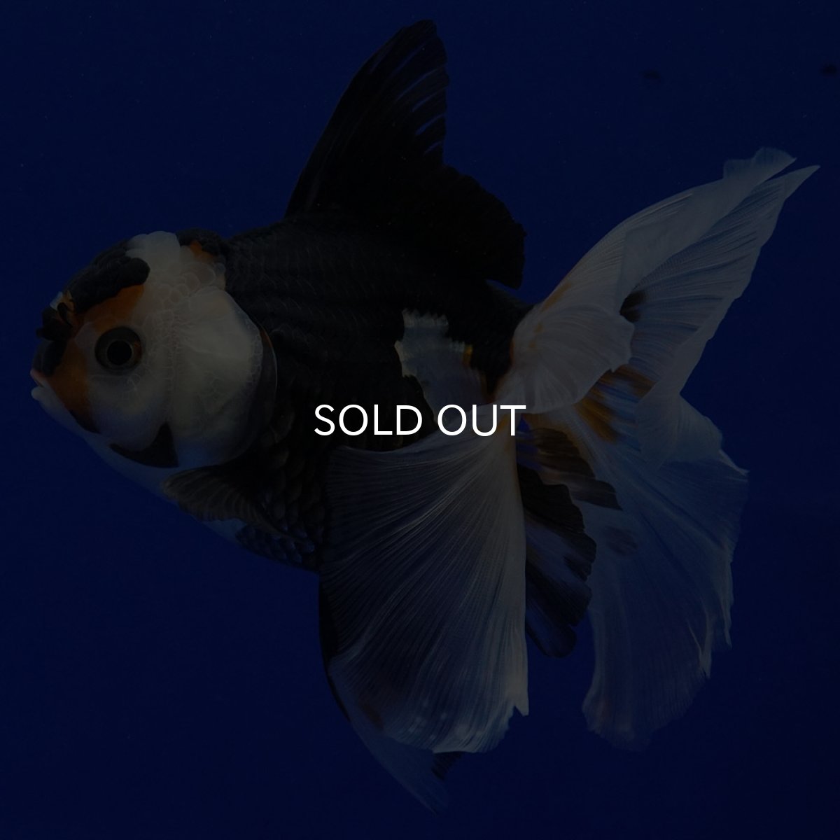 画像4: タイ産　トリカラーオランダ　12cm± (4)