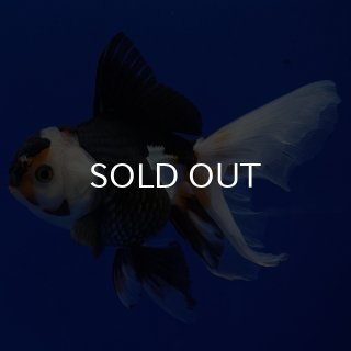 オランダ獅子頭 - よこはま金魚