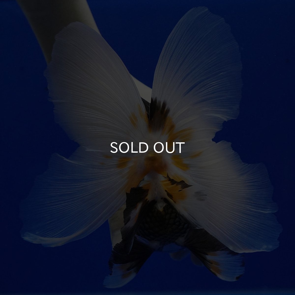 画像11: タイ産　トリカラーオランダ　12cm± (11)