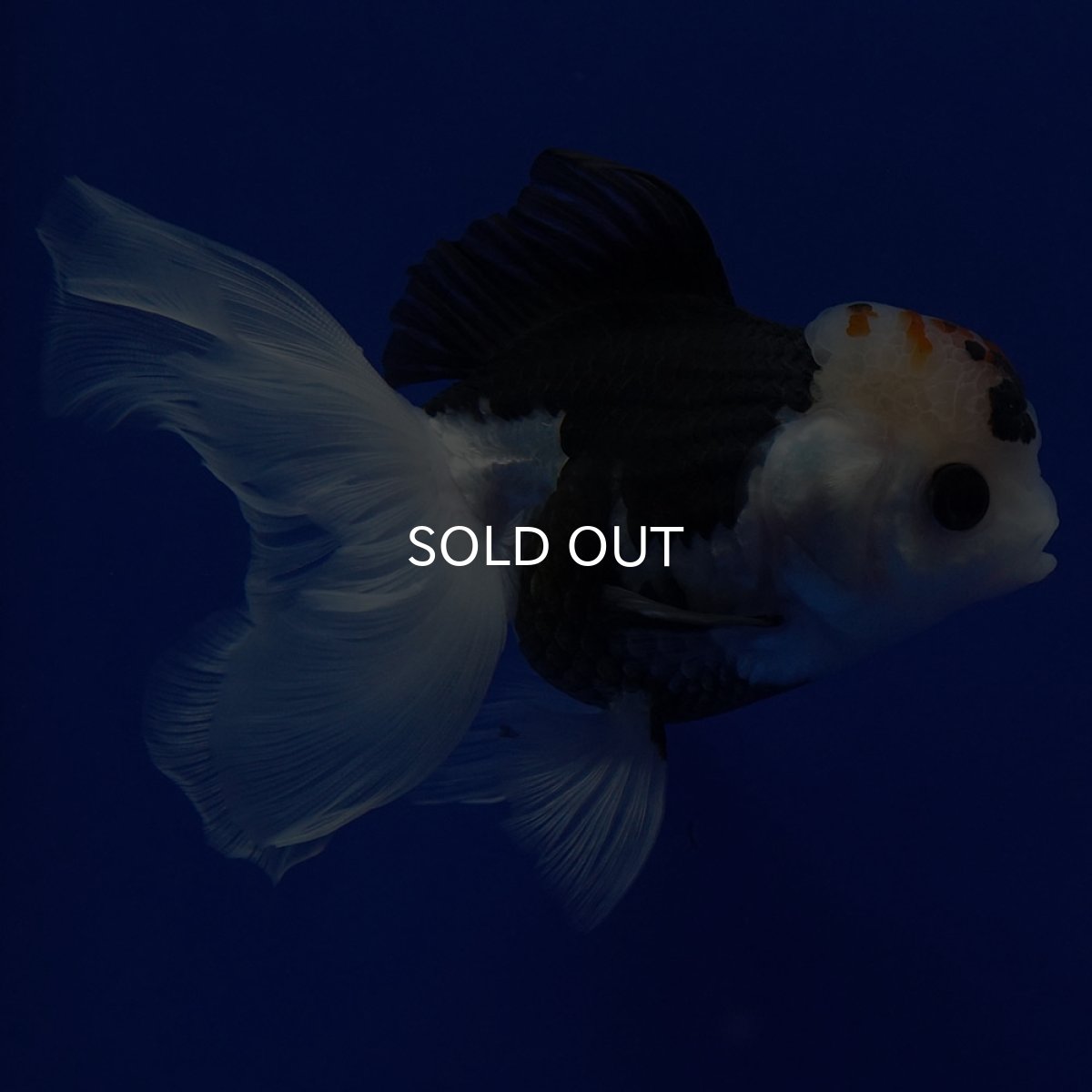 画像15: タイ産 トリカラーオランダ 12cm± (15)