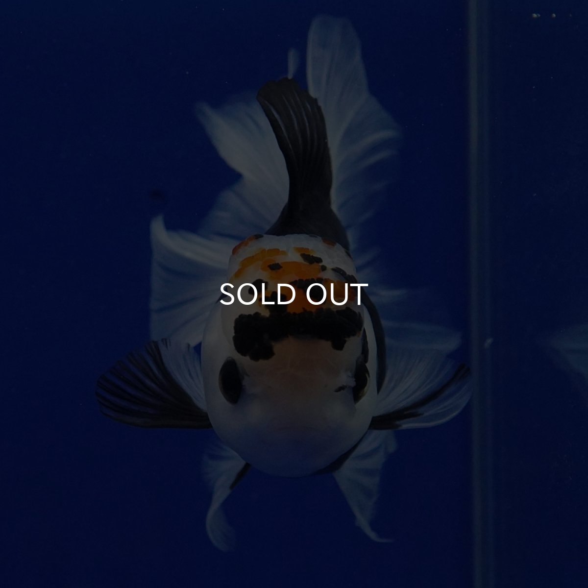 画像3: タイ産 トリカラーオランダ 12cm± (3)