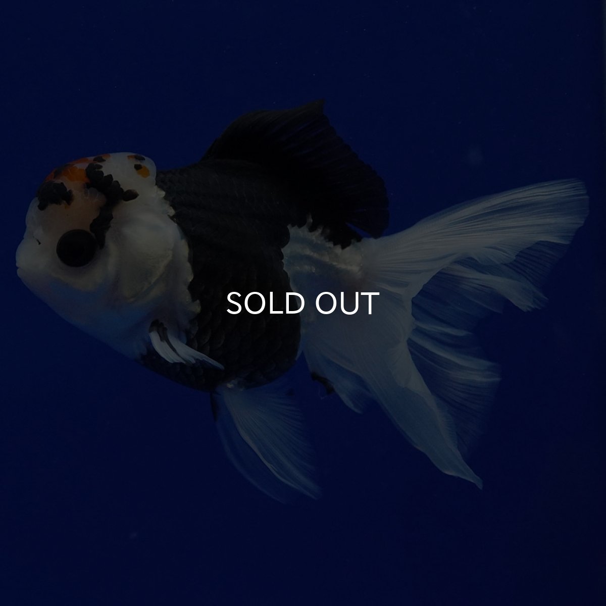 画像6: タイ産 トリカラーオランダ 12cm± (6)