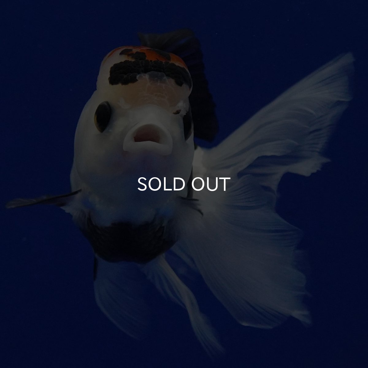 画像13: タイ産 トリカラーオランダ 12cm± (13)