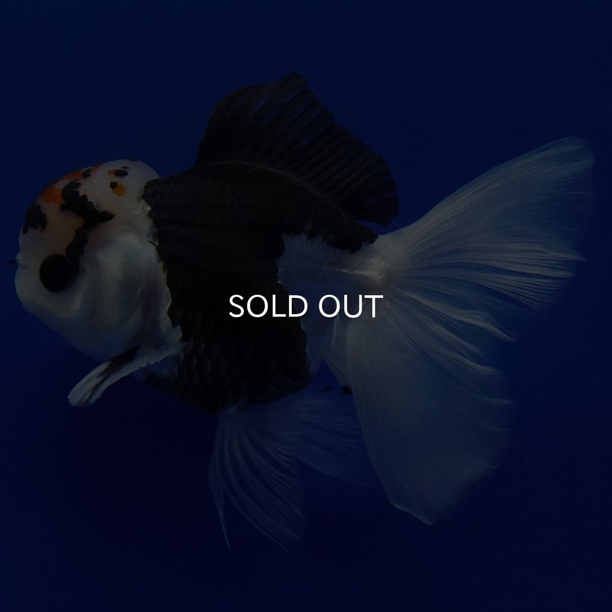 画像14: タイ産 トリカラーオランダ 12cm± (14)