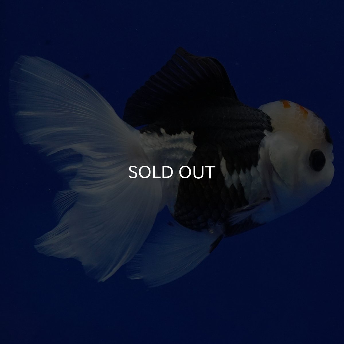 画像11: タイ産 トリカラーオランダ 12cm± (11)