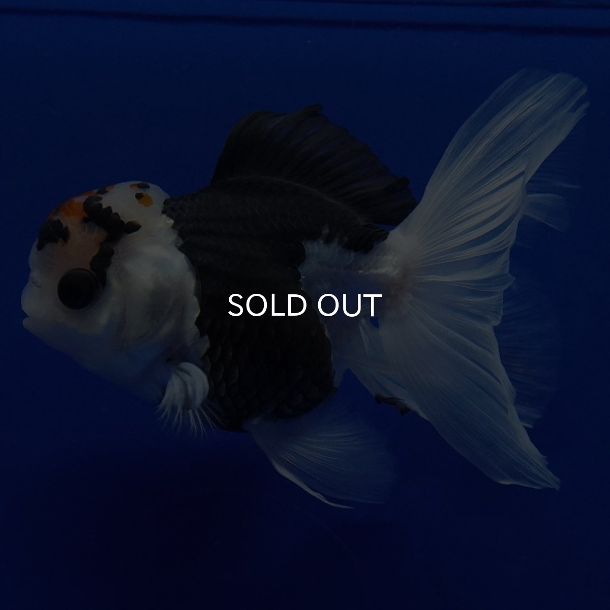 画像12: タイ産 トリカラーオランダ 12cm± (12)