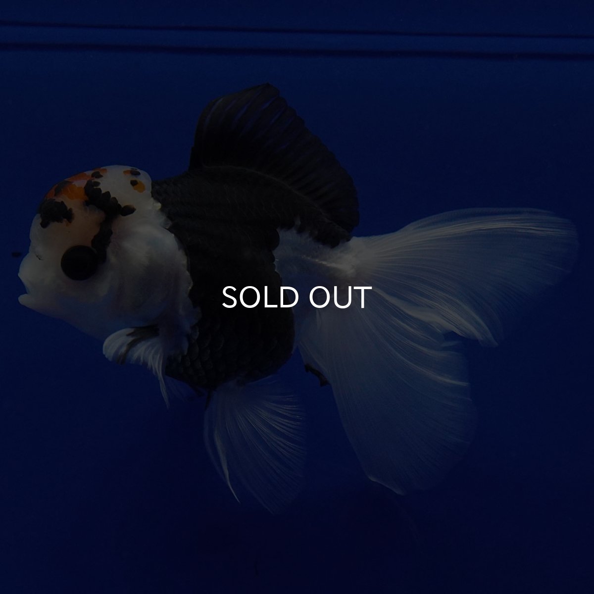 画像4: タイ産 トリカラーオランダ 12cm± (4)