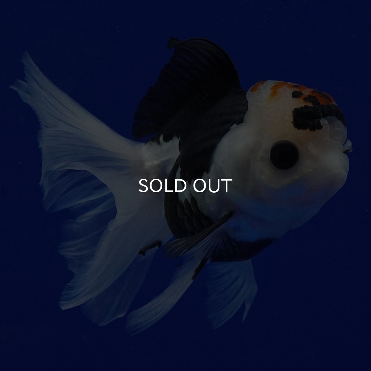 画像2: タイ産 トリカラーオランダ 12cm± (2)