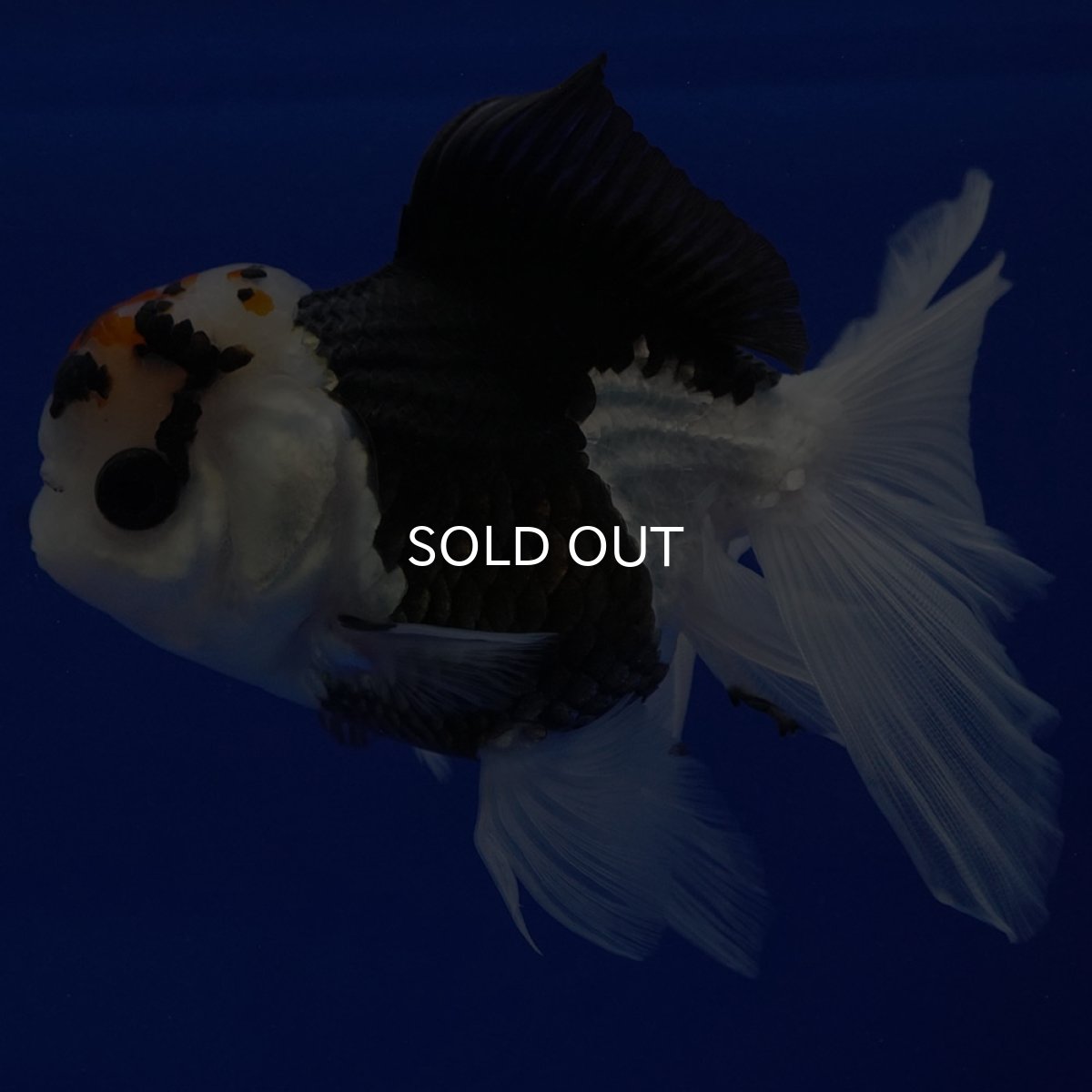 画像10: タイ産 トリカラーオランダ 12cm± (10)