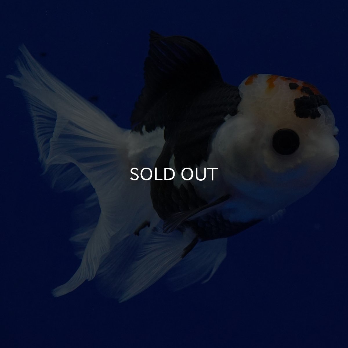 画像7: タイ産 トリカラーオランダ 12cm± (7)