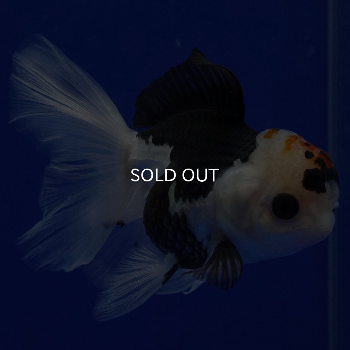 画像9: タイ産 トリカラーオランダ 12cm± (9)