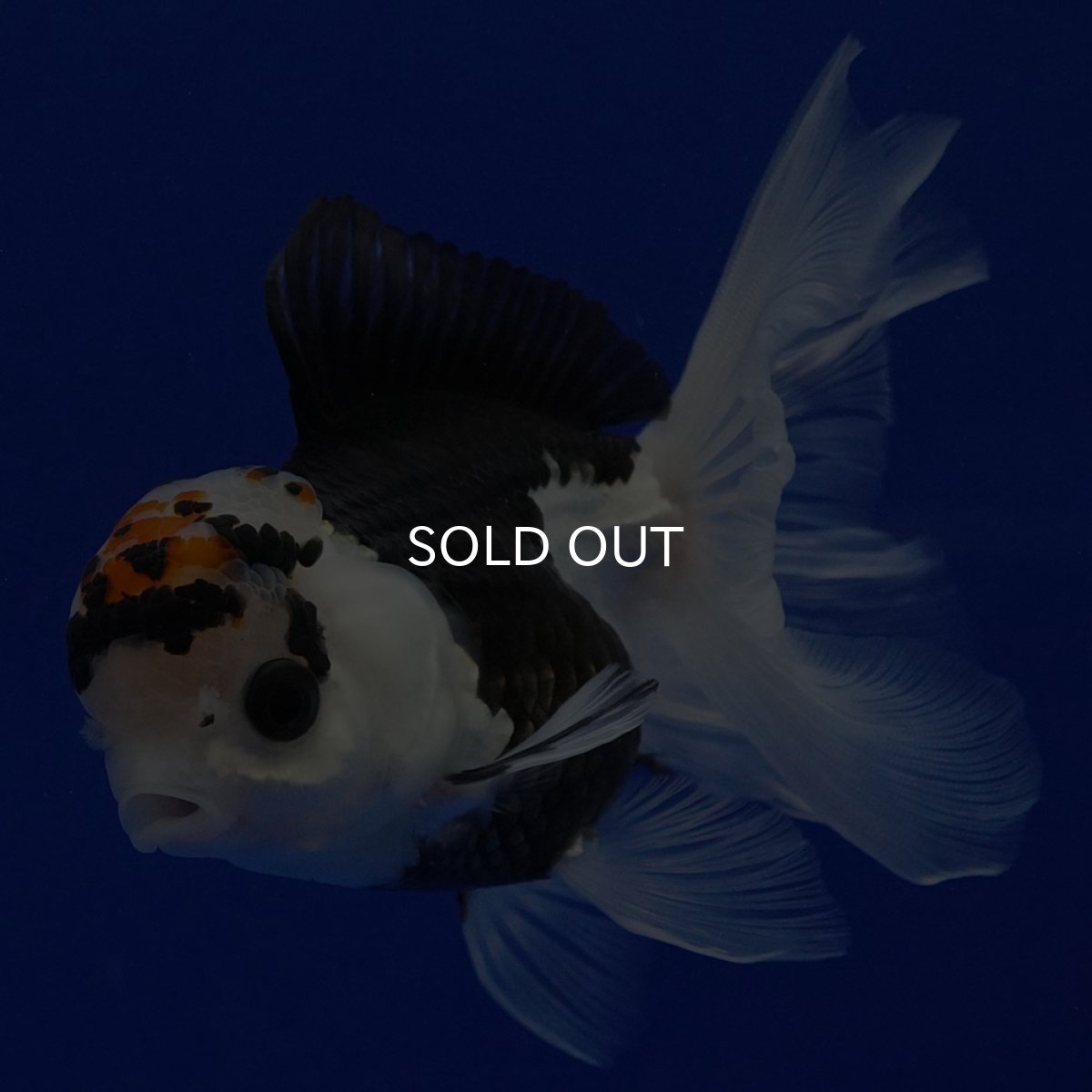 画像8: タイ産 トリカラーオランダ 12cm± (8)