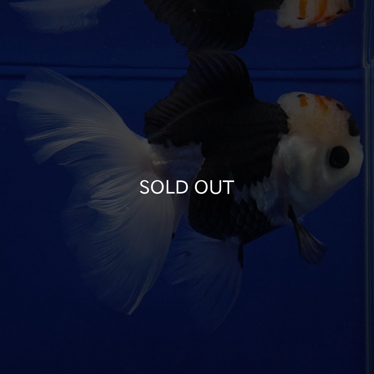 画像5: タイ産 トリカラーオランダ 12cm± (5)