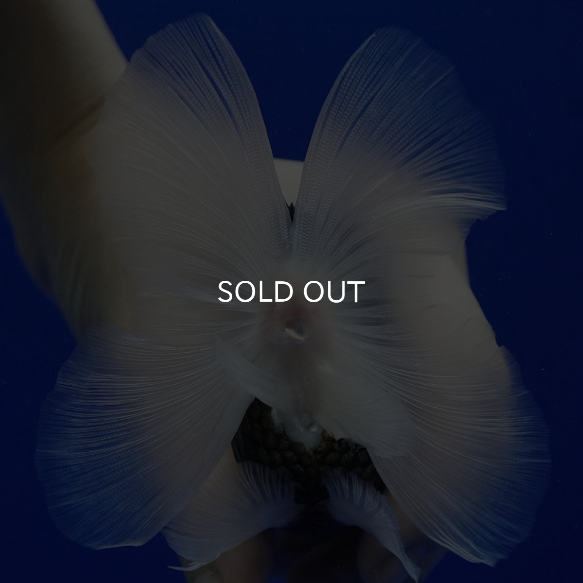 画像16: タイ産 トリカラーオランダ 12cm± (16)