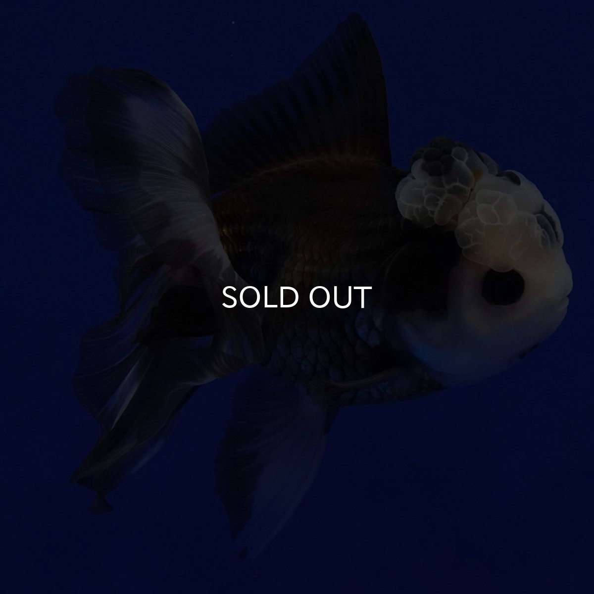 画像9: タイ産 パンダオランダ 12cm± (9)