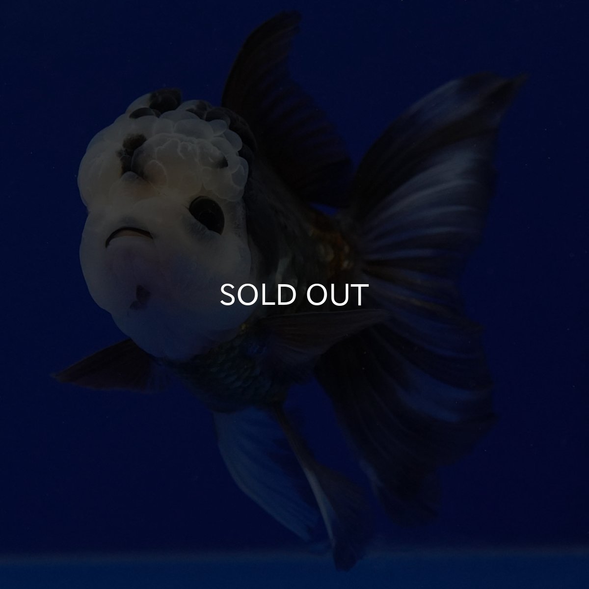 画像14: タイ産 パンダオランダ 12cm± (14)