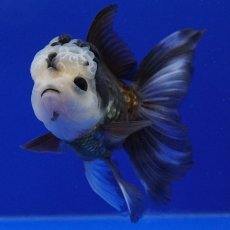 画像14: タイ産　パンダオランダ　12cm± (14)
