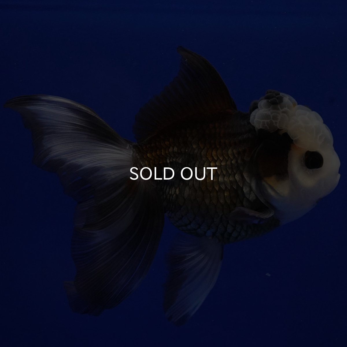 画像5: タイ産 パンダオランダ 12cm± (5)